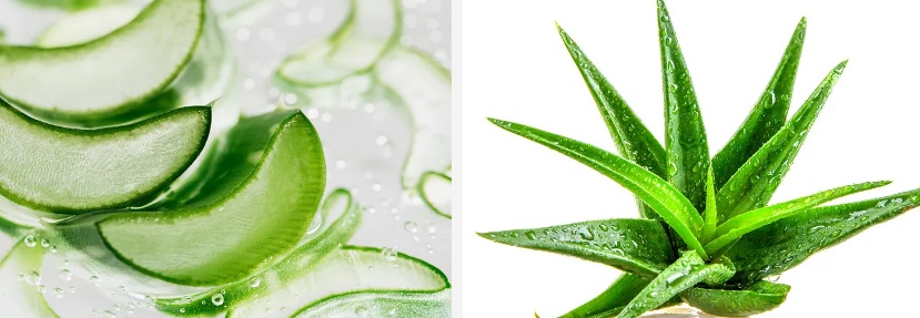 Aloe Vera Gel Freeze-dried Powder.jpg